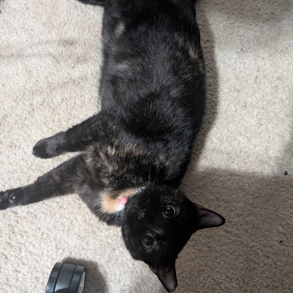 Meet your Posh Ambassador, C - Picture 16 of 16